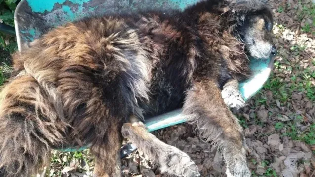 Vecinos de la localidad bonaerense de Sierra Chica, en Olavarría, denunciaron que más de 30 los perros fueron envenenados en las últimas horas. (Infoeme)