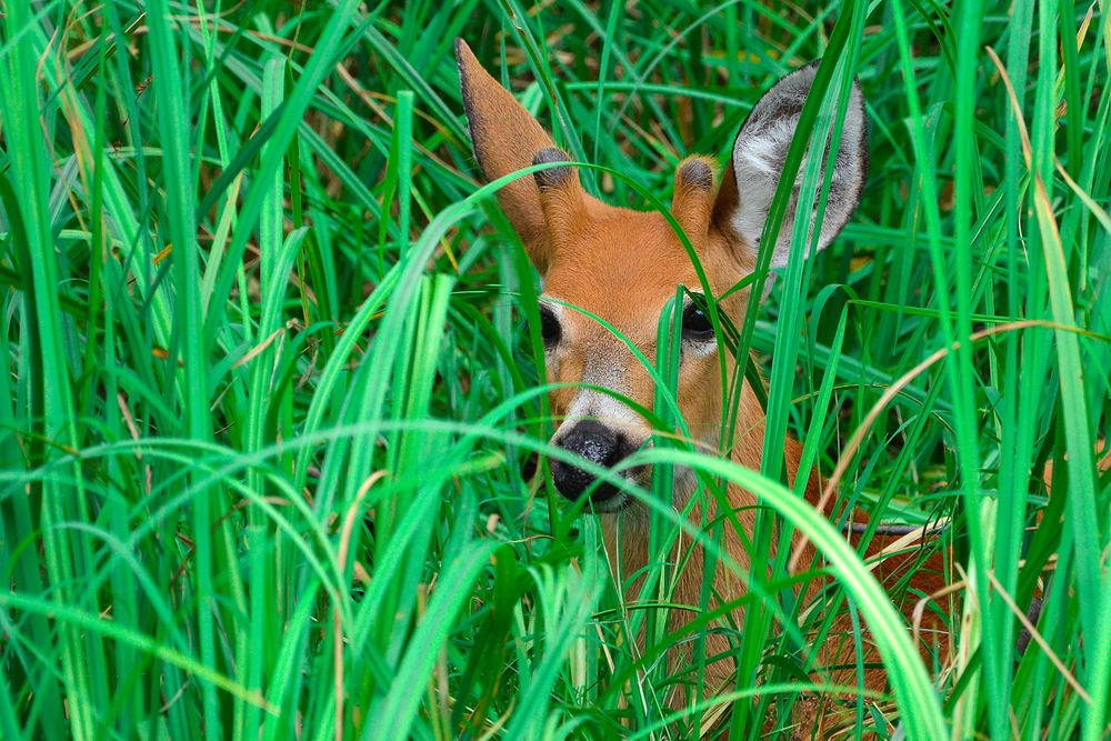 El ciervo de los pantanos habita en el parque nacional que lleva su nombre, entre Escobar y Campana.