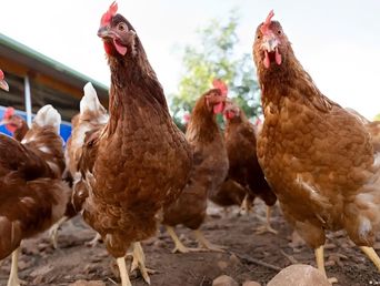 Novedades sobre la influenza aviar.