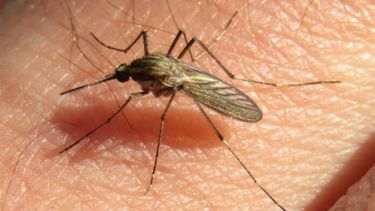 Los mosquitos, picaduras y repelentes, las vedettes del verano 2024.