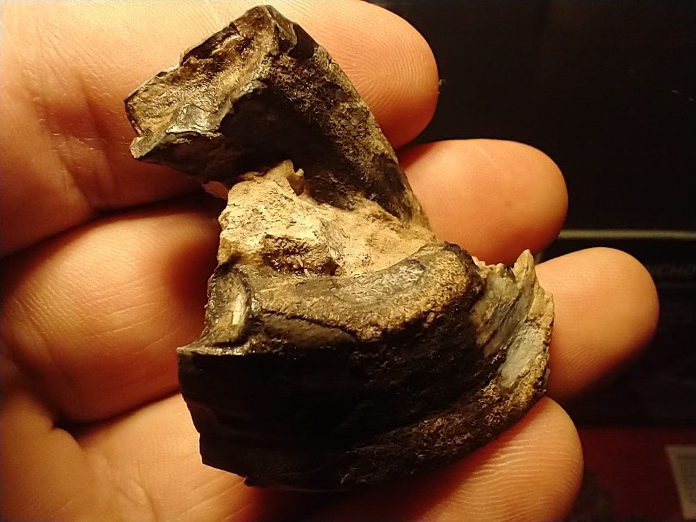 Molar de mesoterio encontrado por el Grupo Conservacionista de Fósiles del Museo Paleontológico de San Pedro. (Gentileza Museo Paleontológico de San Pedro). 