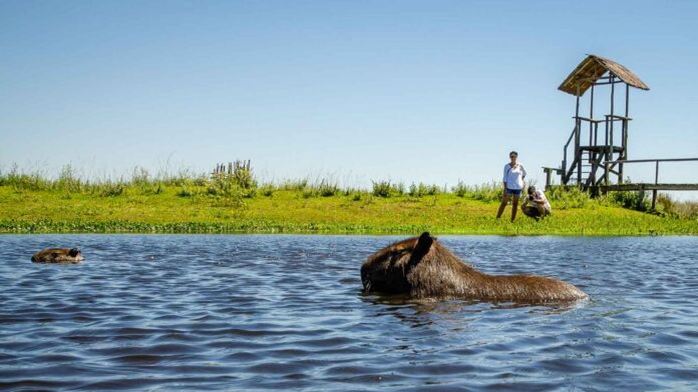 Los Esteros del Iberá, un imán para los turistas.