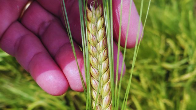 La nueva variedad de cebada Beatriz INTA.