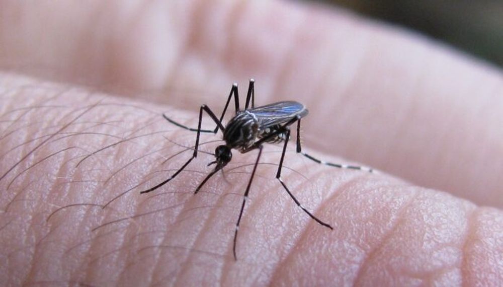 El mosquito que transmite el dengue.
