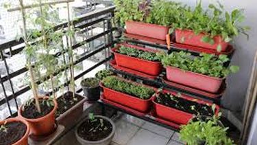 Plantas y flor para tu balcón.