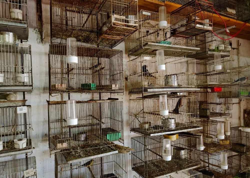 Las aves fueron rescatadas por la Policía Federal de una vivienda de Moreno.