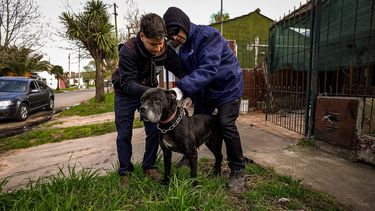 mar del plata: zoonosis rescato tres perros con lesiones y en estado de maltrato