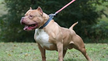 La raza pitbull es considerada dentro de la categoría de perros potencialmente peligrosos.