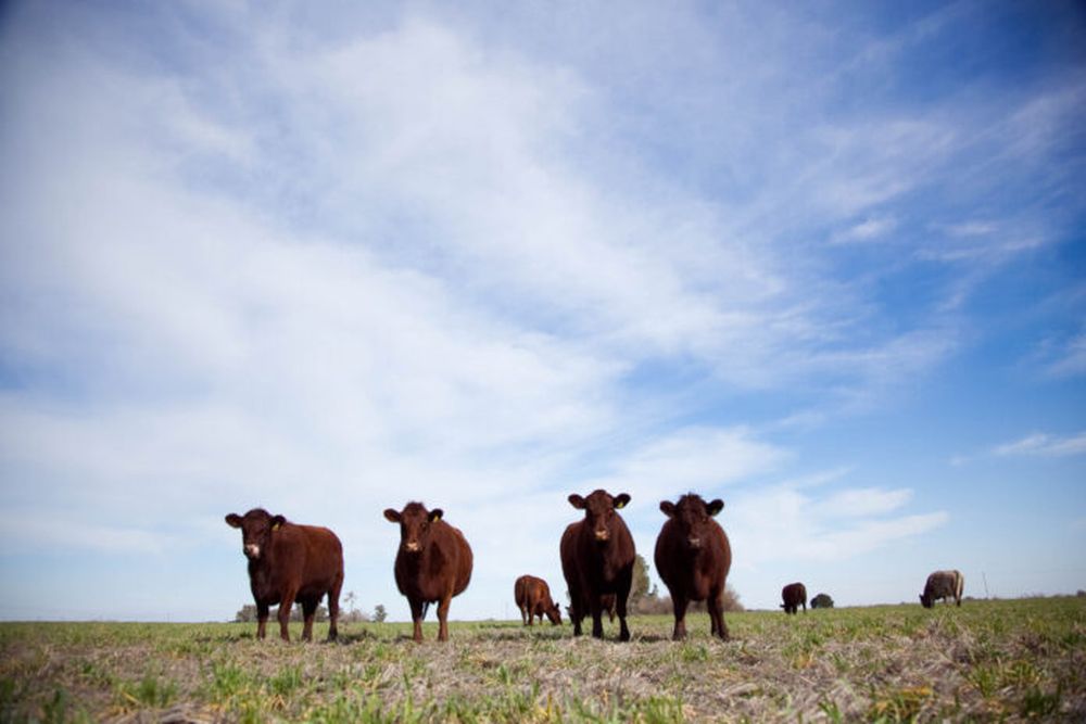 Novedades para el sector ganadero.