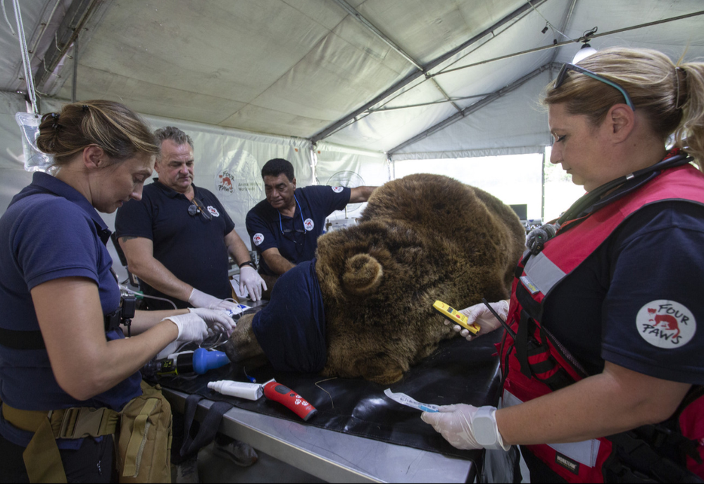 Los dos osos también fueron sometidos a cirugías. Los dos osos también fueron sometidos a cirugías.