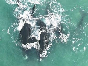 Cópula de ejemplares de Ballena Franca Austral registrada en Mar del Plata por el Grupo de Investigación Biología, Ecología y Conservación de Mamíferos Marinos. (FOTO: Fernando Macchi)