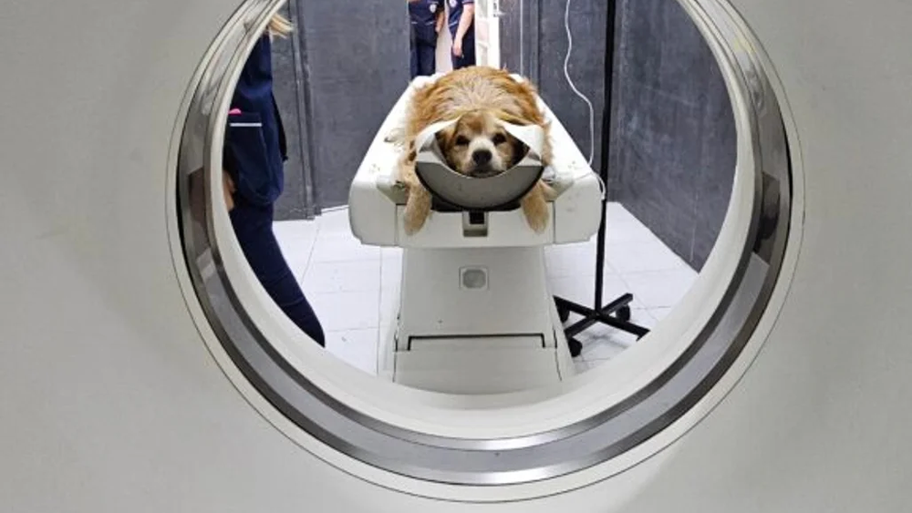 El nuevo tomógrafo de la Facultad de Veterinaria de la UNLP.