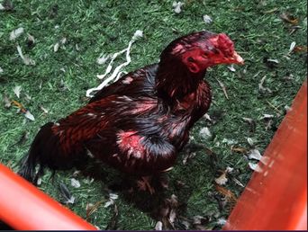 brandsen: unos 111 gallos de rina fueron rescatados de un boliche y detuvieron a 27 personas