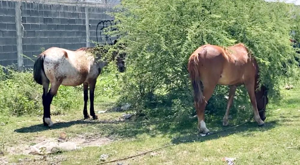 Los caballos en zonas urbanas, puede generar situaciones tensas entre vecinos.&nbsp;
