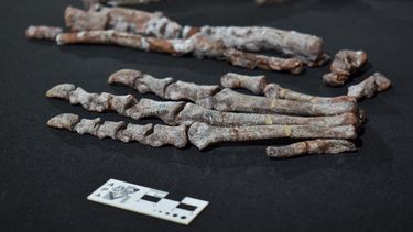 Los huesos de la garra del Huayracursor jaguensis.&nbsp;