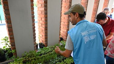El Ministerio de Desarrollo Agrario hizo entrega de los plantines.