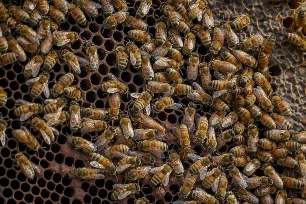 Un panal con abejas.