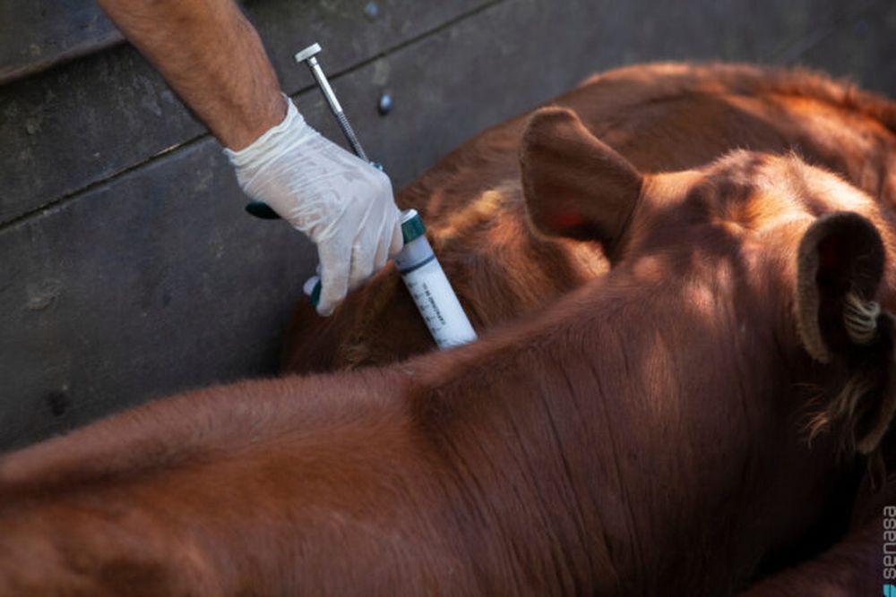 Campaña de vacunación 2025 contra la fiebre aftosa.