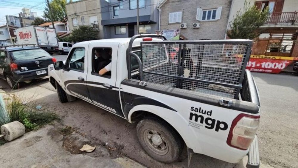 El perro fue separado de su dueña, a quien se le labró una causa una causa judicial caratulada “exhibiciones obscenas”. (La Capital de Mar del Plata)