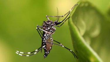 Aedes_aegypti-696x464