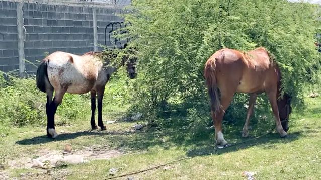 Los caballos en zonas urbanas, puede generar situaciones tensas entre vecinos. 
