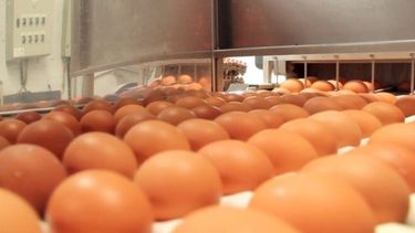 En la planta de Pilar se procesan cerca de dos millones de huevos por día.
