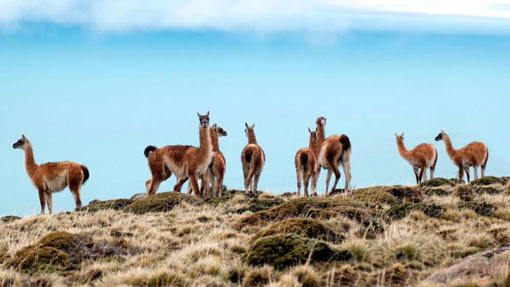 Los guanacos en la mira.