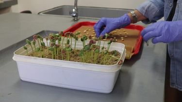 Un equipo de especialistas del INTA Oliveros presentó un nuevo método de vigor validado para semillas de soja.