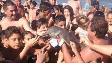 En el verano de 2017, en Santa Teresita, turistas sacaron un delfín del mar para fotografiarlo y el animal falleció.