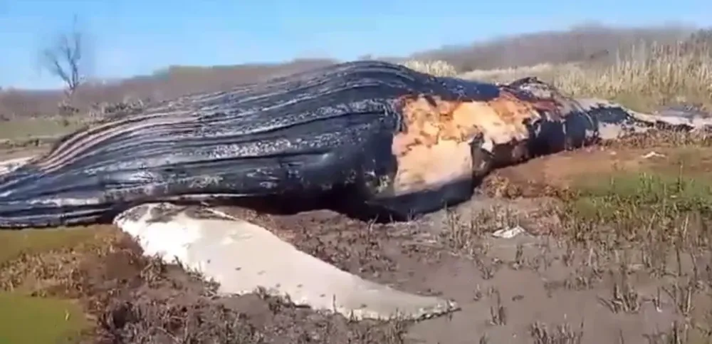 La ballena muerta encontrada. (Imagen TV)