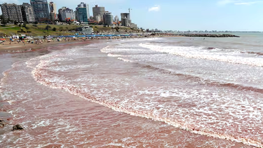 Las algas rojas coparos las playas de Mar del Plata y Necochea.
