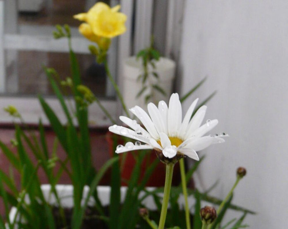 La primavera meteorológica comienza con el inicio del mes de septiembre.