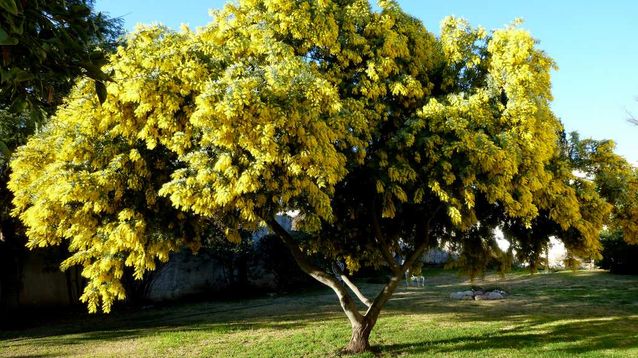 Aromo en flor, de perfume único e inconfundible.&nbsp;