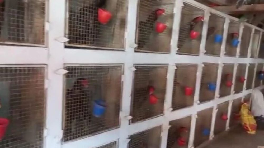 El hallazgo de jaulas con gallos de riña. - La Capital -