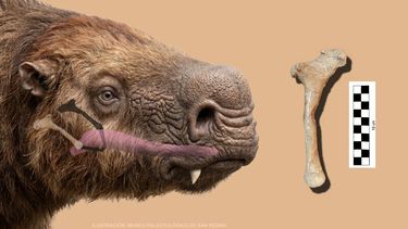 como una aguja en un pajar: hallaron el hueso hioides de un perezoso prehistorico
