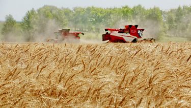 Dos máquinas cosechan trigo en el campo. (Agencia Xinhua)
