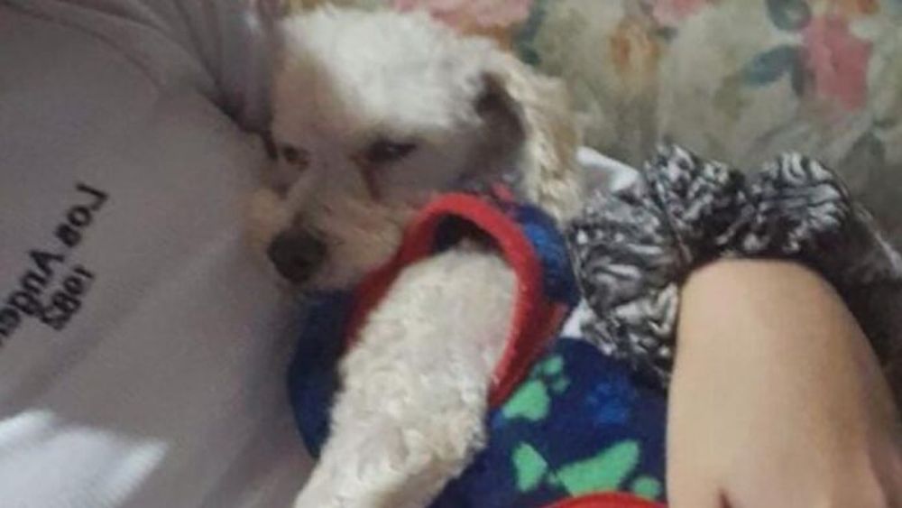 Perro robado en Azul. - Diario El Tiempo -