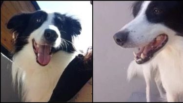 Loky se perdió el jueves pasado en Mar del Plata y ofrecen una recompensa de $100.000.