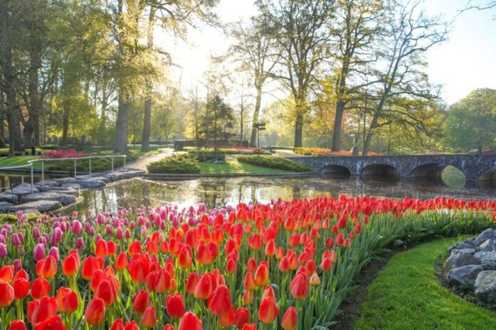 El jardín Keukenhof, el más grande del mundo. (Gentileza keukenhof.nl)