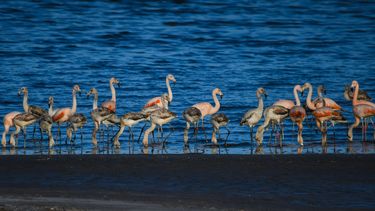 Los admirados flamencos australes. (Fotos: gentileza Museo de Epecuén)