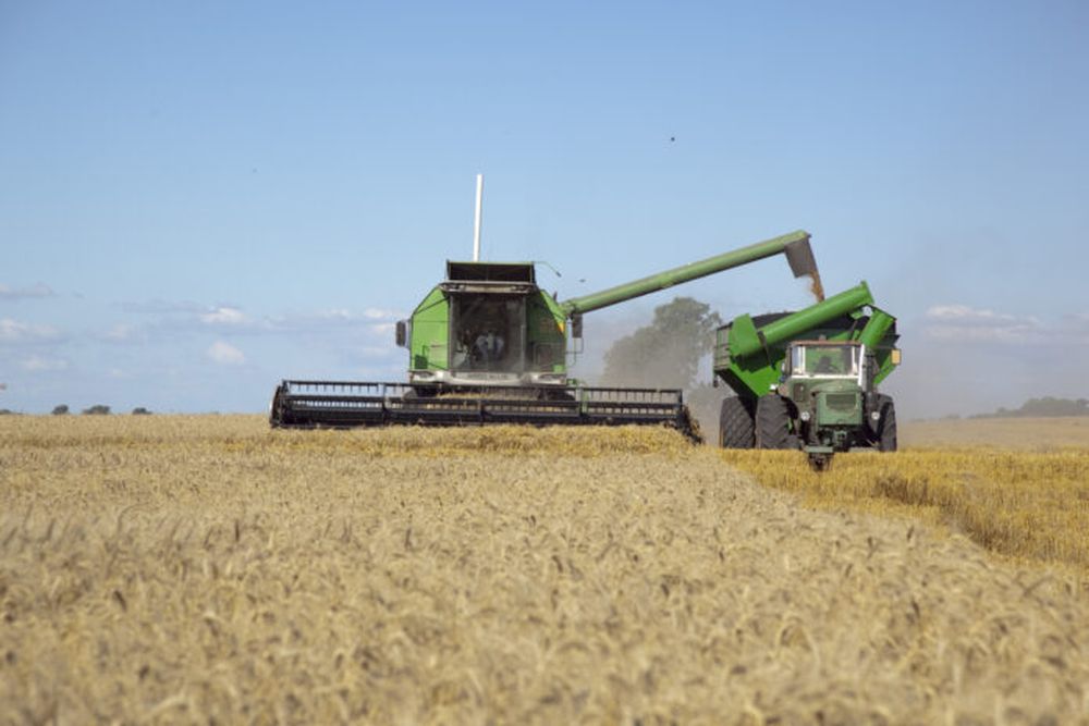 El trigo en la mira del Gobierno.