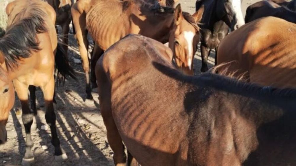 Maltrato animal en Coronel Pringles. - ANJ -