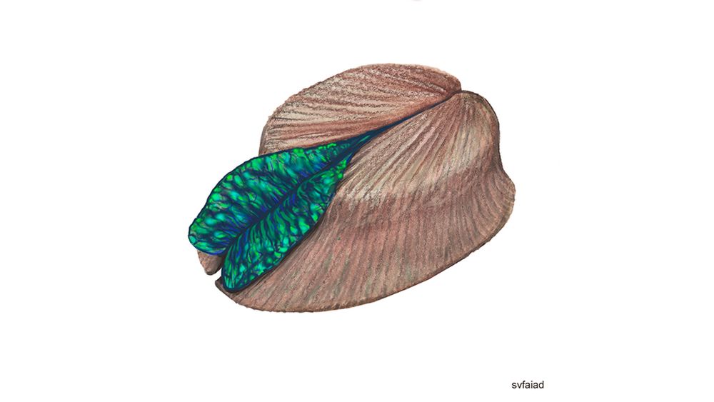 fosil molusco 2