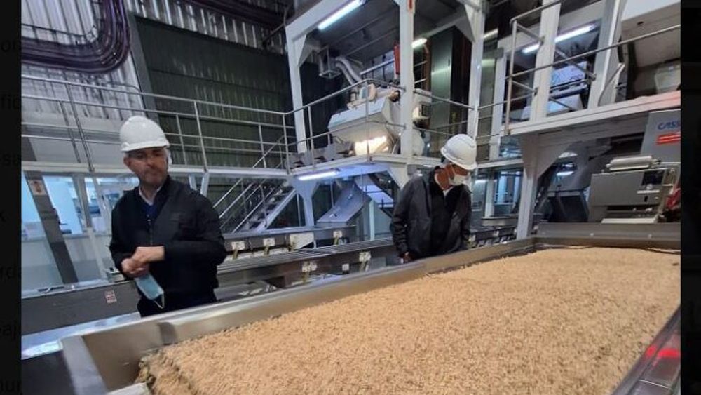 Producción de maní en la Cooperativa COTAGRO, Córdoba.