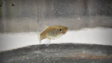 La madrecita de agua, hasta ahora, nunca se había empleado para identificar derivados del petróleo. (CONICET)