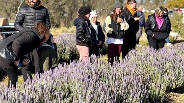 las lavandas de villalonga: una caravana en un campo unico de la provincia