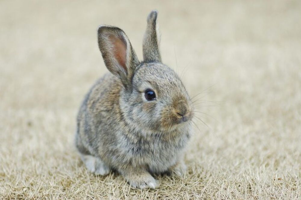 Los conejos son animales tremendamente sociales.