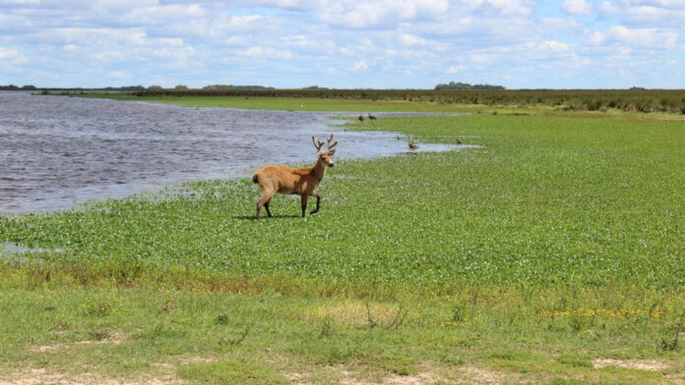 El Parque Nacional Ciervos de los Pantanos es una de las principales atracciones de Campana. (Argentina.gob.ar)