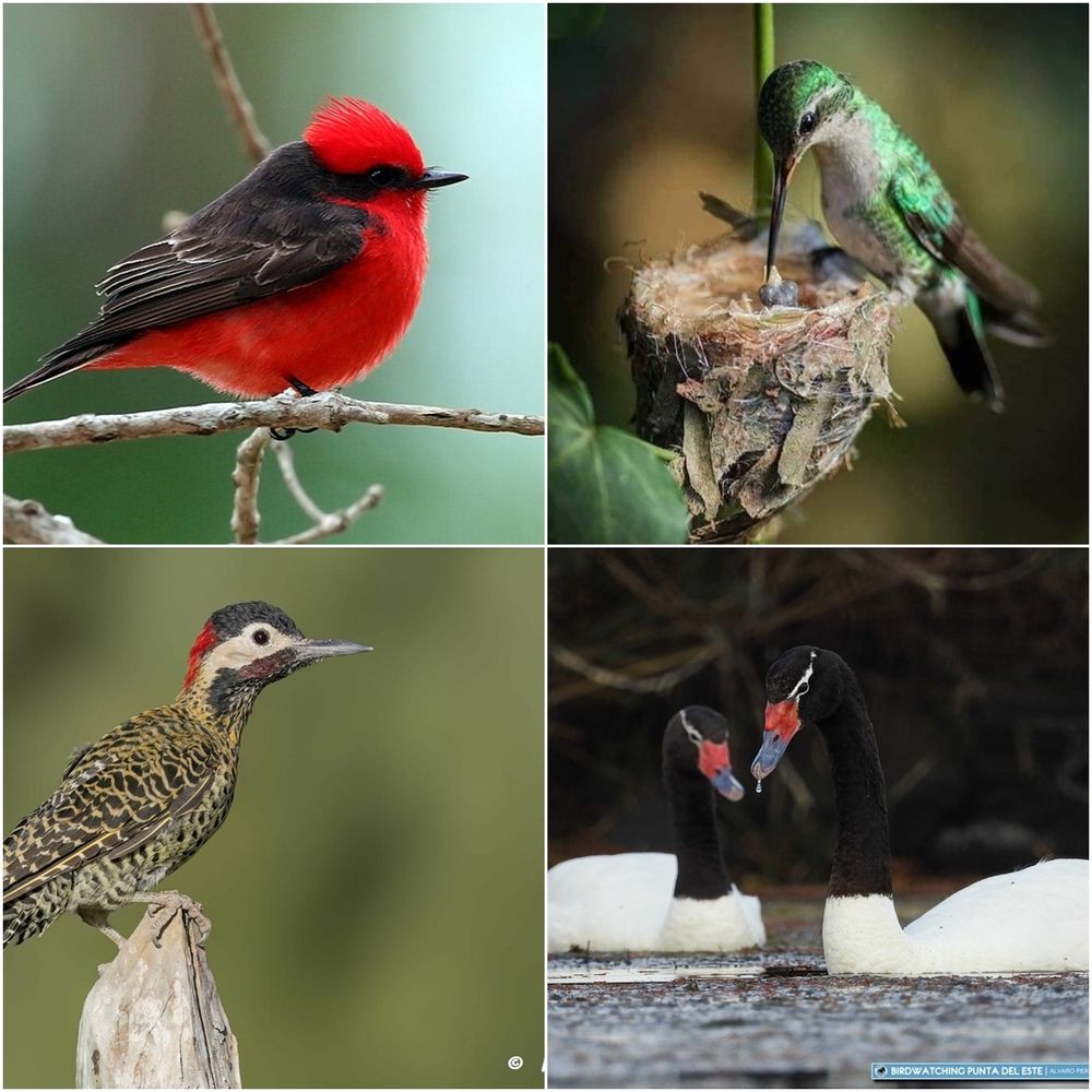 El Partido de Mar Chiquita, en la provincia de Buenos Aires, es uno de los destinos más privilegiados para el avistamiento de aves en la región. (Aves Mar Chiquita)