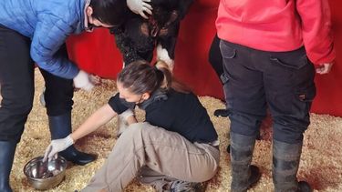 Caballos de Quilmes se dedica al rescate y recuperación de los caballos que se encuentran en estado de vulnerabilidad en áreas urbanas, forzados al trabajo y acarreo de carga.